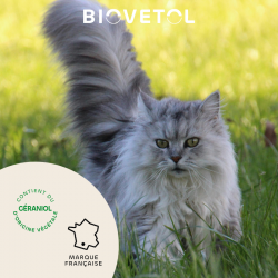 Collier insectifuge - Chat